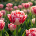 Tulpe 'Double Blizz' - 20 Stück