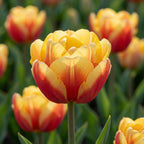 Tulpe 'Double Focus' - 25 Stück