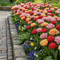 Tulpe 'Gefüllte Gefranste Tulpen-Mischung' - 12 Stück - LumiBlumi