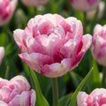 Tulpe 'Double Shake' - 10 Stück