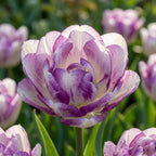 Tulipa 'Double Shirley' - Tulpe