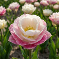 Tulpe 'Double Surprise' - 15 Stück