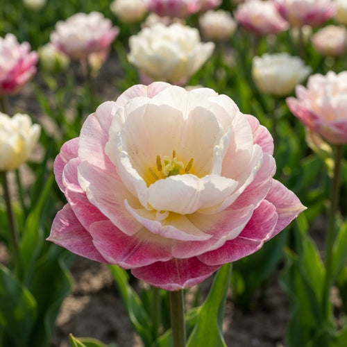 Tulpe 'Double Surprise' - 15 Stück - LumiBlumi