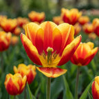 Tulpe 'Dow Jones' - 25 Stück