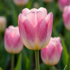 Tulpe 'Dynasty' - 25 Stück