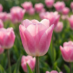 Tulpe 'Dynasty' - 25 Stück