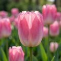 Tulpe 'Dynasty' - 25 Stück