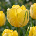 Tulpe 'Eagle Wings' - 25 Stück