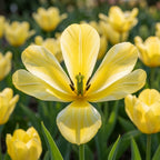 Tulipa 'Easter Moon' - Tulpe
