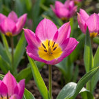 Tulpe 'Eastern Star Pulchella' - 75 Stück