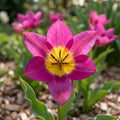 Tulpe 'Eastern Star Pulchella' - 75 Stück