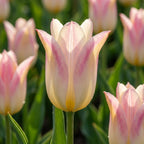 Tulpe 'Elegant Lady' - 20 Stück