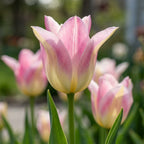 Tulpe 'Elegant Lady' - 20 Stück