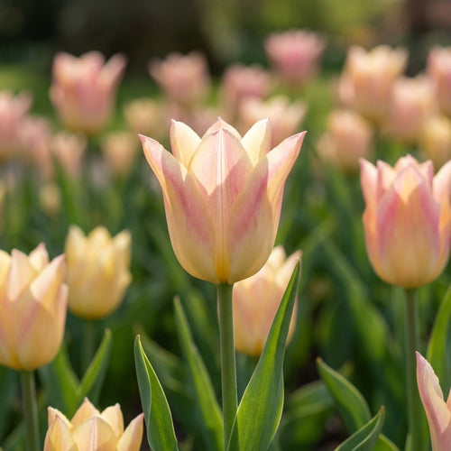 Tulpe 'Elegant Lady' - 20 Stück - LumiBlumi