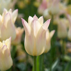 Tulpe 'Elegant Lady' - 20 Stück