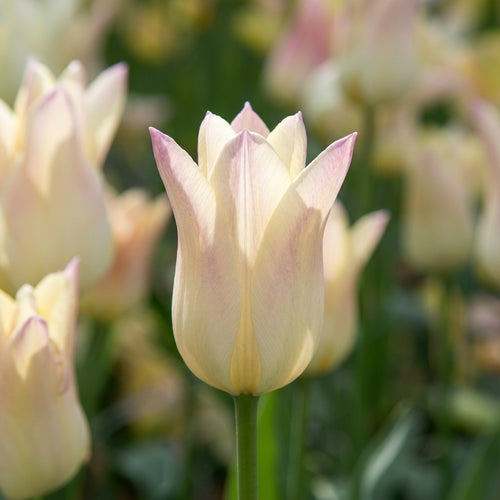 Tulpe 'Elegant Lady' - 20 Stück - LumiBlumi