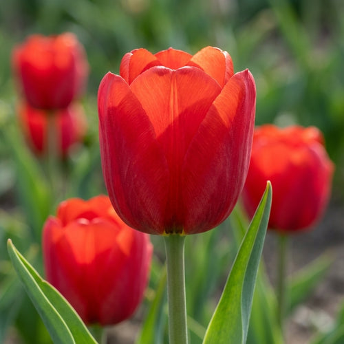 Tulipa 'Escape' - Tulpe