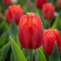 Tulipa 'Escape' - Tulpe