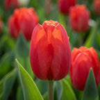 Tulipa 'Escape' - Tulpe