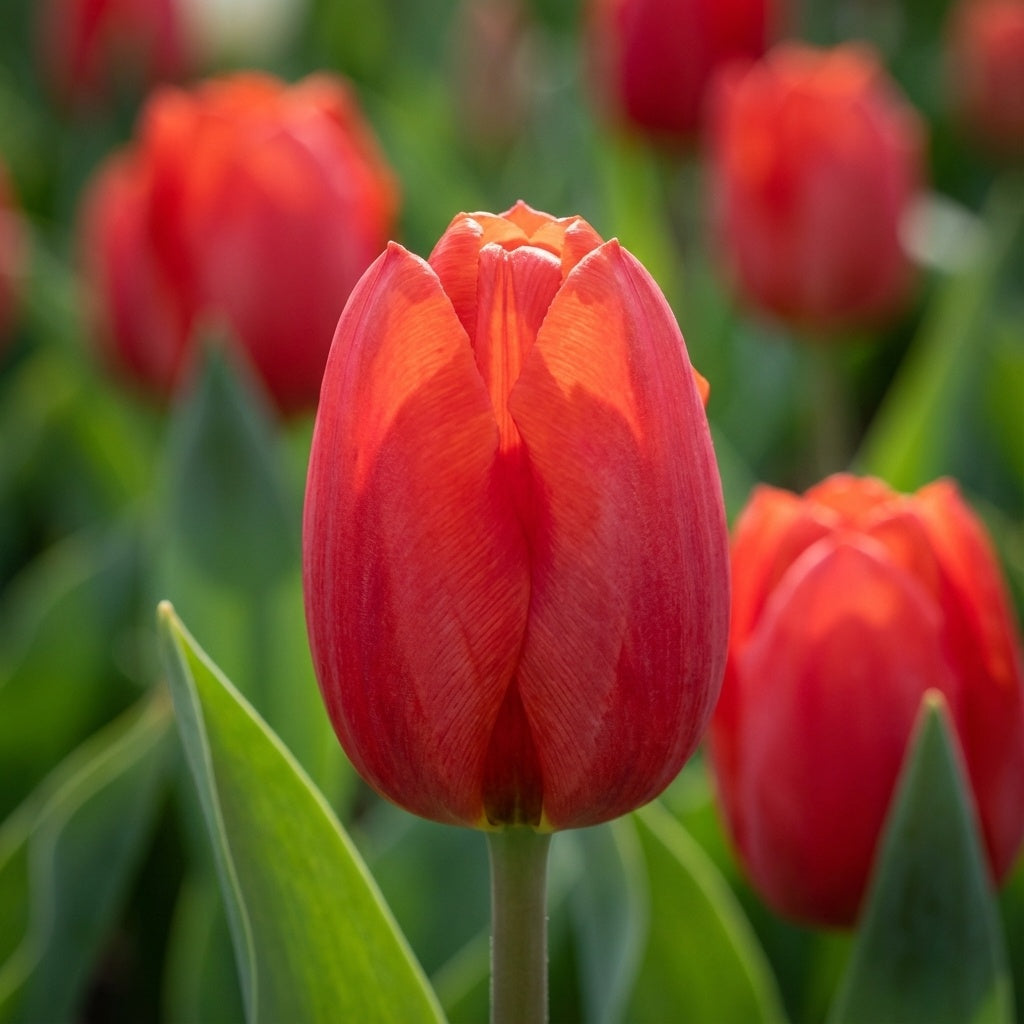 Tulipa 'Escape' - Tulpe