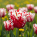 Tulpe 'Estella Rijnveld' - 20 Stück