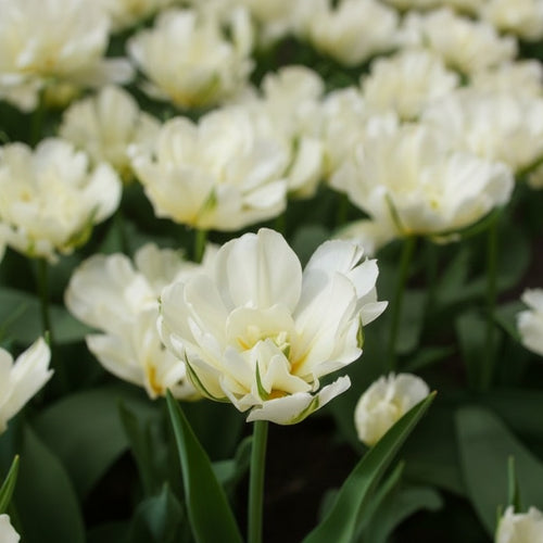 Tulpe 'Exotic Emperor' - 15 Stück - LumiBlumi