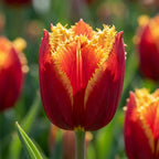 Tulpe 'Fabio' - 25 Stück