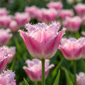 Tulpe 'Fancy Frills' - 20 Stück