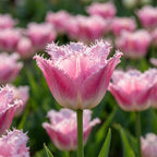Tulpe 'Fancy Frills' - 20 Stück