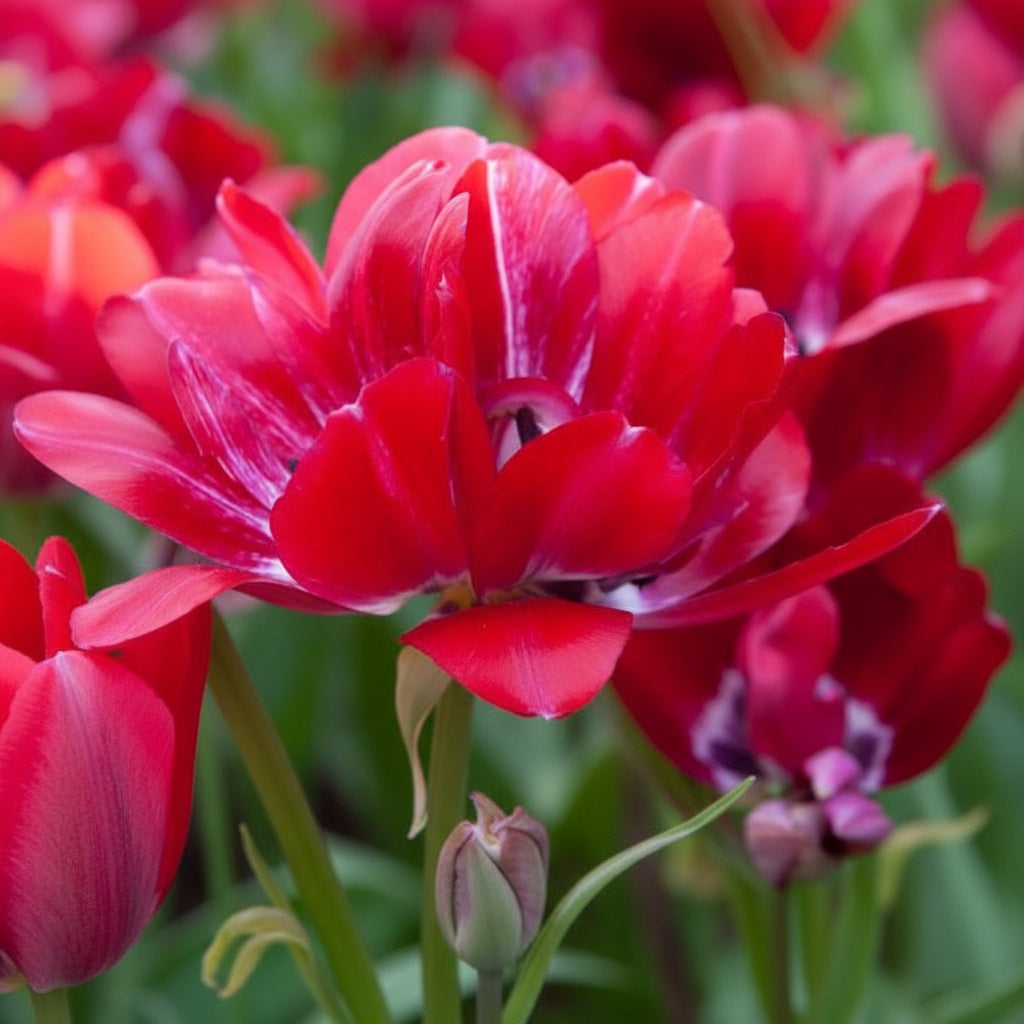 Tulpe 'Fiery Club' - 25 Stück - LumiBlumi