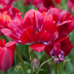 Tulpe 'Fiery Club' - 25 Stück - LumiBlumi
