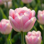 Tulpe 'Finola' - 25 Stück - LumiBlumi