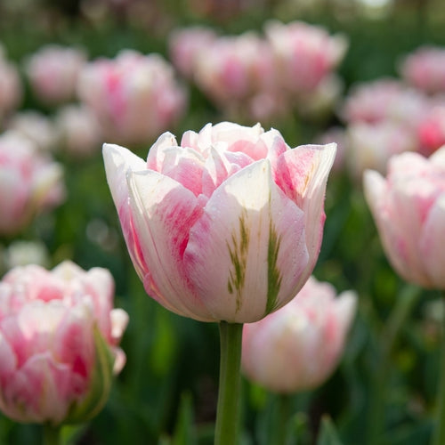 Tulpe 'Finola' - 25 Stück - LumiBlumi