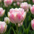 Tulpe 'Finola' - 25 Stück - LumiBlumi