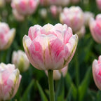 Tulpe 'Finola' - 25 Stück - LumiBlumi