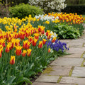 Tulpe 'Fire Wings' - 15 Stück - LumiBlumi