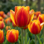 Tulpe 'Flair' - 25 Stück
