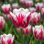 Tulpe 'Flaming Club' - 25 Stück - LumiBlumi