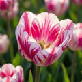 Tulpe 'Flaming Club' - 25 Stück - LumiBlumi