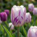 Tulpe 'Flaming Flag & White Flag Mischung' - 20 Stück