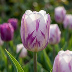 Tulpe 'Flaming Flag & White Flag Mischung' - 20 Stück