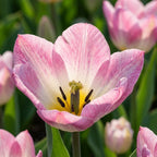 Tulpe 'Flaming Purissima' - 20 Stück