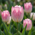 Tulpe 'Flaming Purissima' - 20 Stück