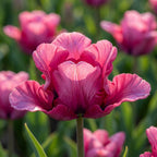Tulpe 'Flamingo Queen' - 8 Stück