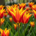 Tulpe 'Fly Away' - 25 Stück