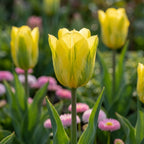 Tulpe 'Formosa' - 25 Stück - LumiBlumi