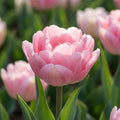 Tulpe 'Foxtrot' - 15 Stück - LumiBlumi