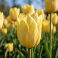 Tulipa 'Friendship 1998' - Tulpe
