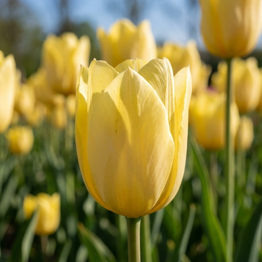 Tulipa 'Friendship 1998' - Tulpe