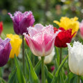Tulpe 'Mischung Gefranst' - 20 Stück - LumiBlumi
